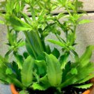 Culantro Herb (Eryngium foetidum) 100 Seeds