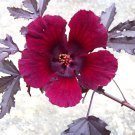 Hibiscus acetosella rare 15 Seeds