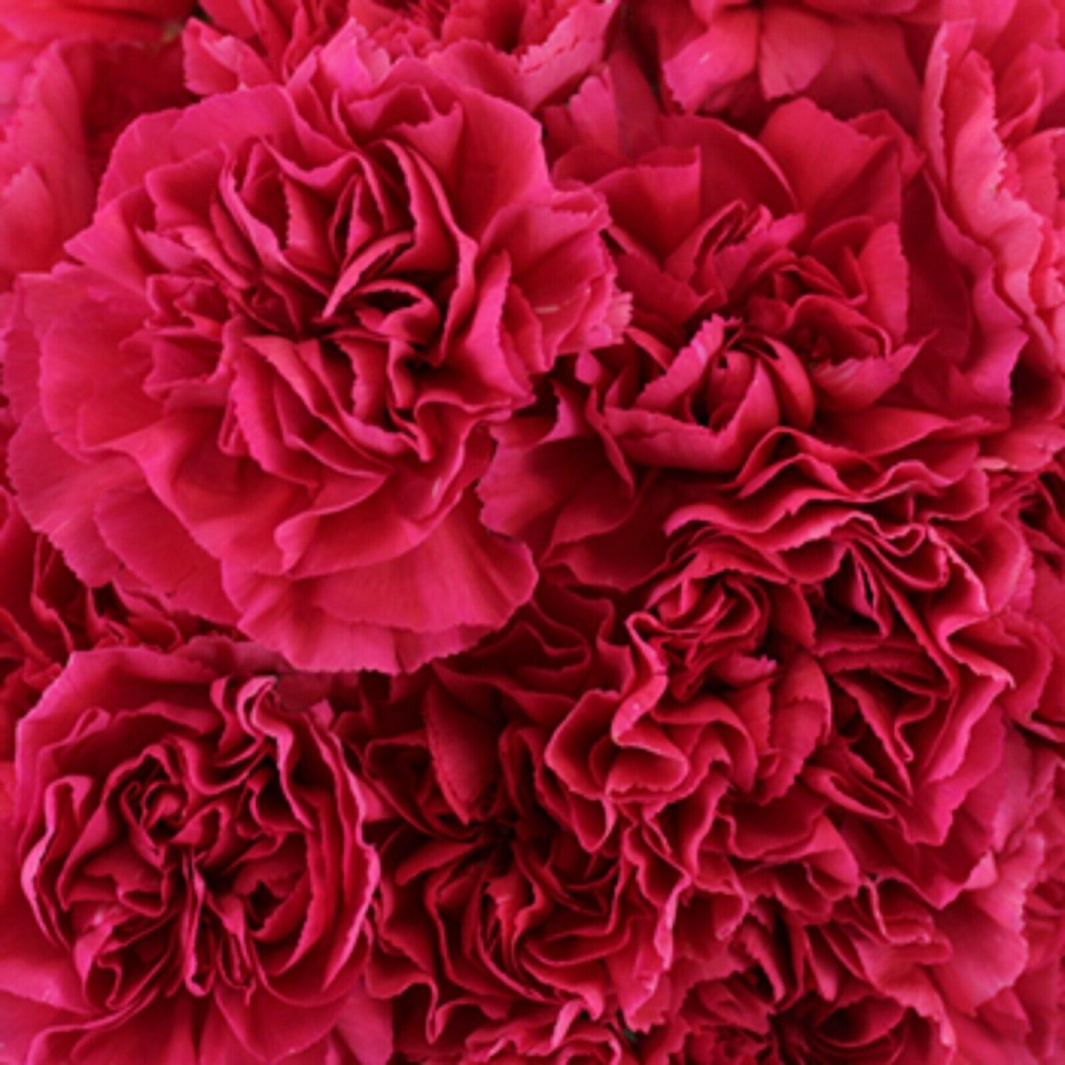 Bright Red Carnation 100 Seeds