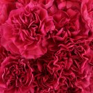 Bright Red Carnation 100 Seeds
