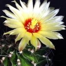 HAMATOCACTUS SETISPINUS 25 Seeds