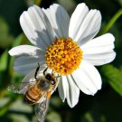 Bidens Pilosa Alba 250 Seeds