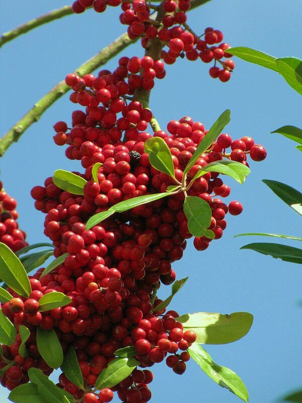 DAHOON HOLLY 15 SEEDS