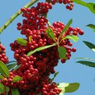 DAHOON HOLLY 15 SEEDS