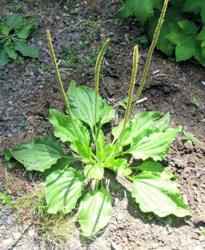 Broadleaf Plantain organic 100