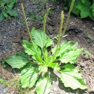 Broadleaf Plantain organic 100