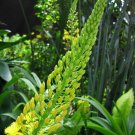 ROOIWORTEL bulbine natalensi 20 Seeds