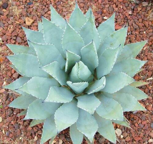 AGAVE PARRYI 15 SEEDS
