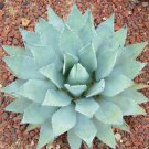AGAVE PARRYI 15 SEEDS
