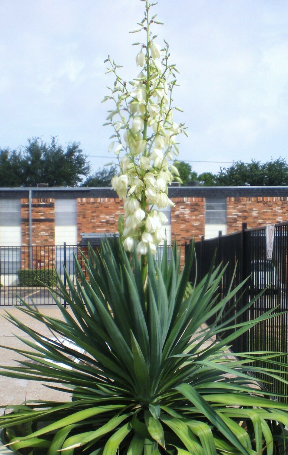 RARE YUCCA GLAUCA 15 SEEDS