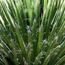 RARE YUCCA FILAMENTOSA 15 SEEDS