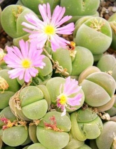 Gibbaeum nebrowni 20 Seeds