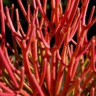RARE EUPHORBIA TIRUCALLI ROSEA 5 Seeds