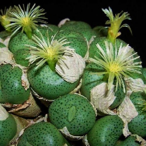 Conophytum Subglobosum 20 Seeds