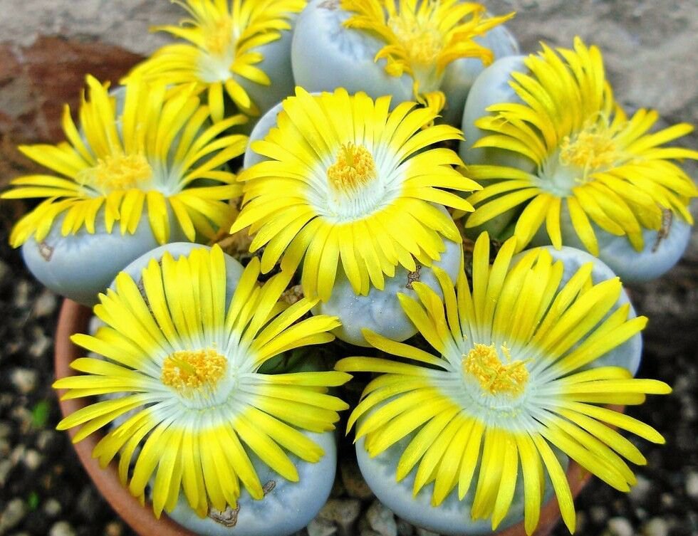 LITHOPS GEYERI 15 SEEDS