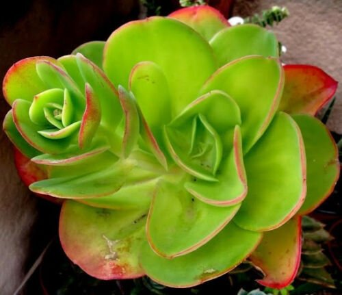 ECHEVERIA PALLIDA 50 SEEDS