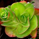 ECHEVERIA PALLIDA 50 SEEDS