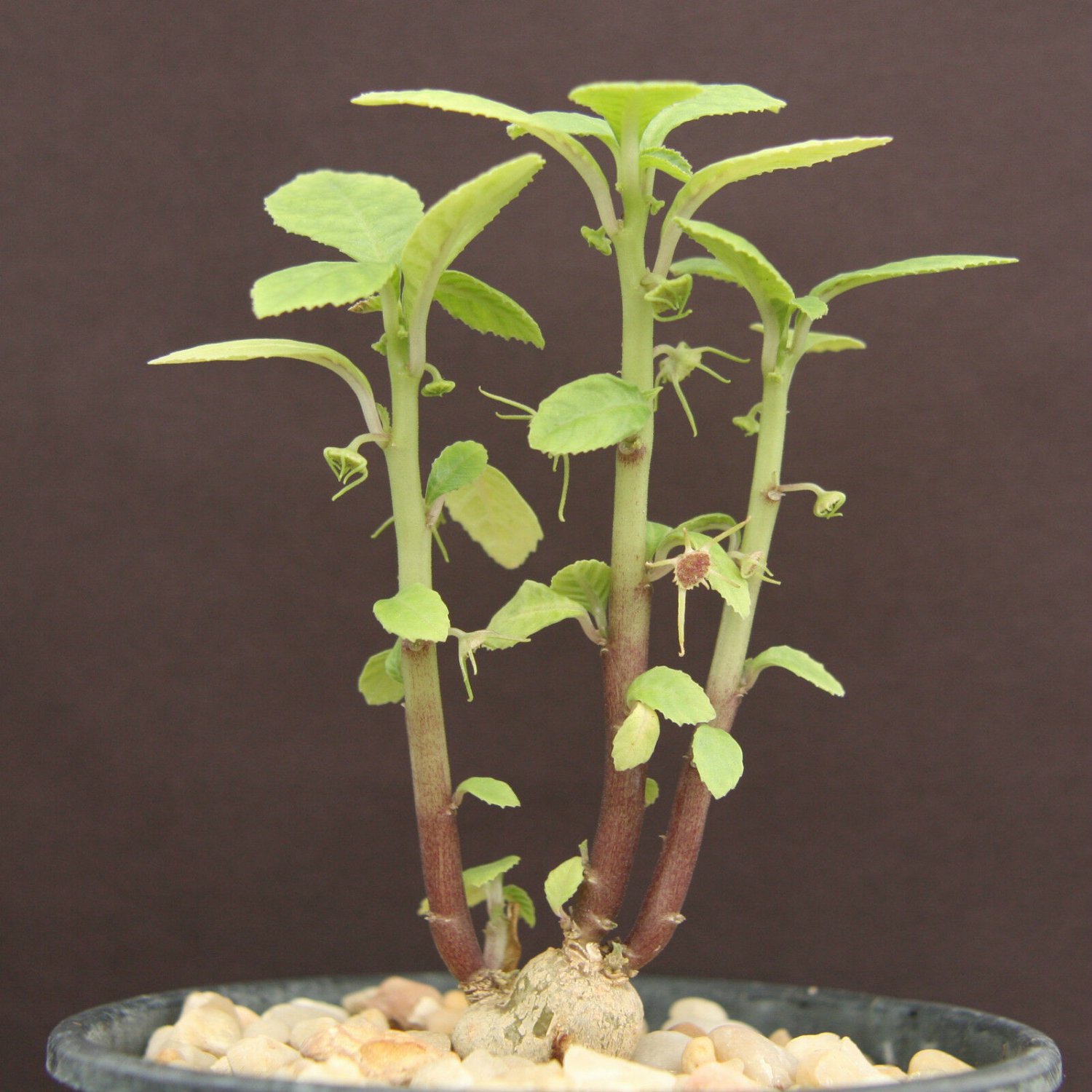 DORSTENIA RADIATA 5 SEEDS