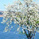 Dwarf White Bauhinia 30 Seeds