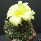 Frailea grahliana 50 Seeds