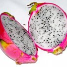Dragon fruit pitaya 4 Pot
