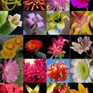 FLOWERING SUCCULENT MIX 30 SEEDS