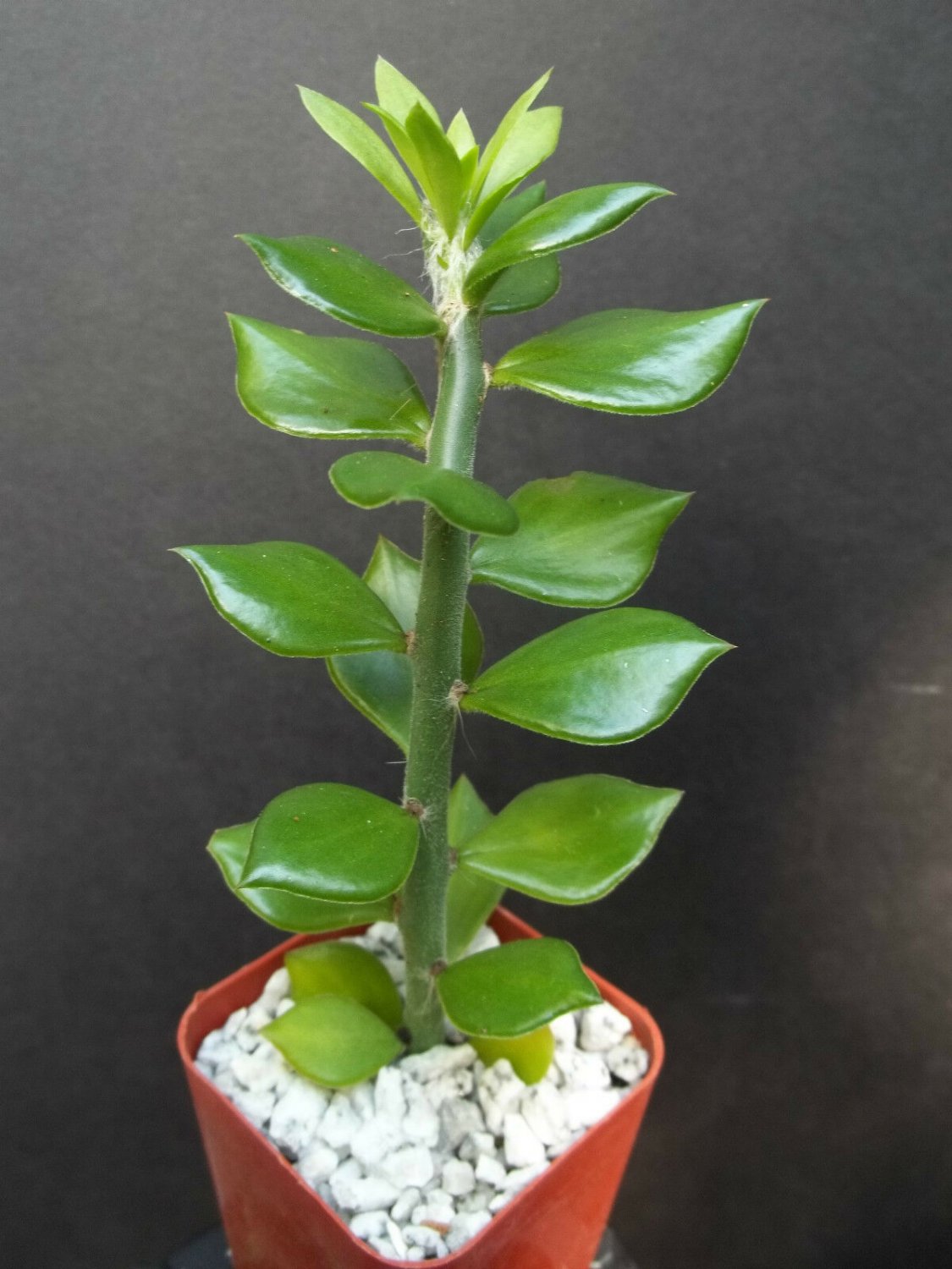 Pereskiopsis Spathula 4 Pot