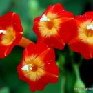 FLOWERING RED MORNING GLORY 20 SEEDS
