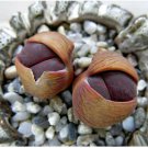 Lithops lesliei Fred`s Redhead 30 Seeds