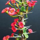 Euphorbia guillemetii hybrid 10 Seeds