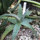 ALOE SINKATANA 50 SEEDS