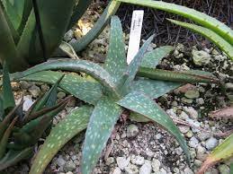 ALOE SINKATANA 50 SEEDS