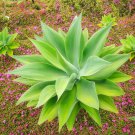 RARE FOXTAIL AGAVE ATTENUATA 15 SEEDS
