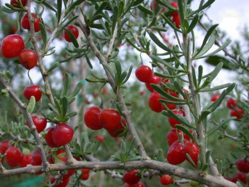 Lycium carolinianum 10 Seeds