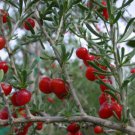 Lycium carolinianum 10 Seeds