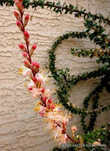 FOUQUIERIA BURRAGEI 10 Seeds