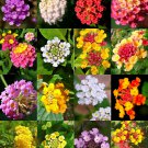 Lantana MIX 20 Seeds