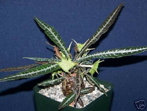 Dorstenia Lanzifolia 20 Seeds