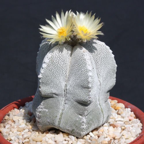 Astrophytum Multicostatum ONZUKA 10