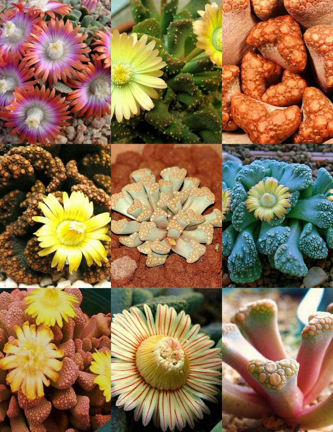 TITANOPSIS MIX 20 SEEDS