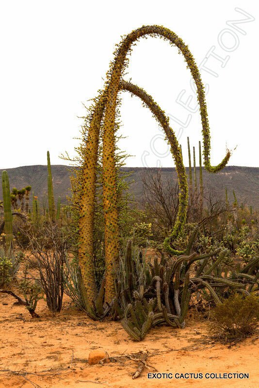 BOOJUM TREE 10 Seeds