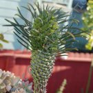 EUPHORBIA CLANDESTINA 5 SEEDS