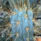 Browningia hertlingiana OJO blue 20 SEEDS