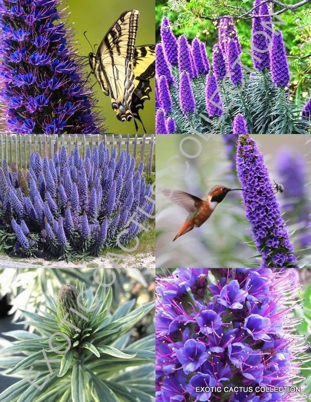 Echium Fastuosum Candicans 50 Seeds