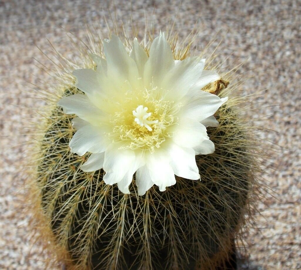 Eriocactus amplicostatus 50 SEEDS