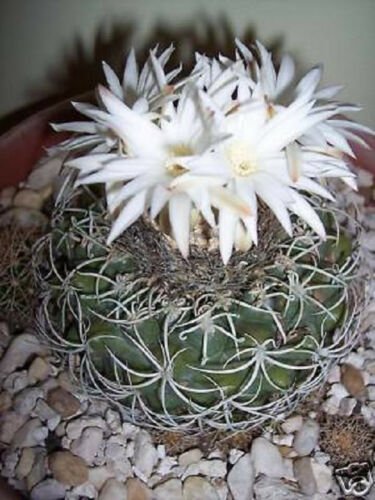 Discocactus bahiensis 50 SEEDS