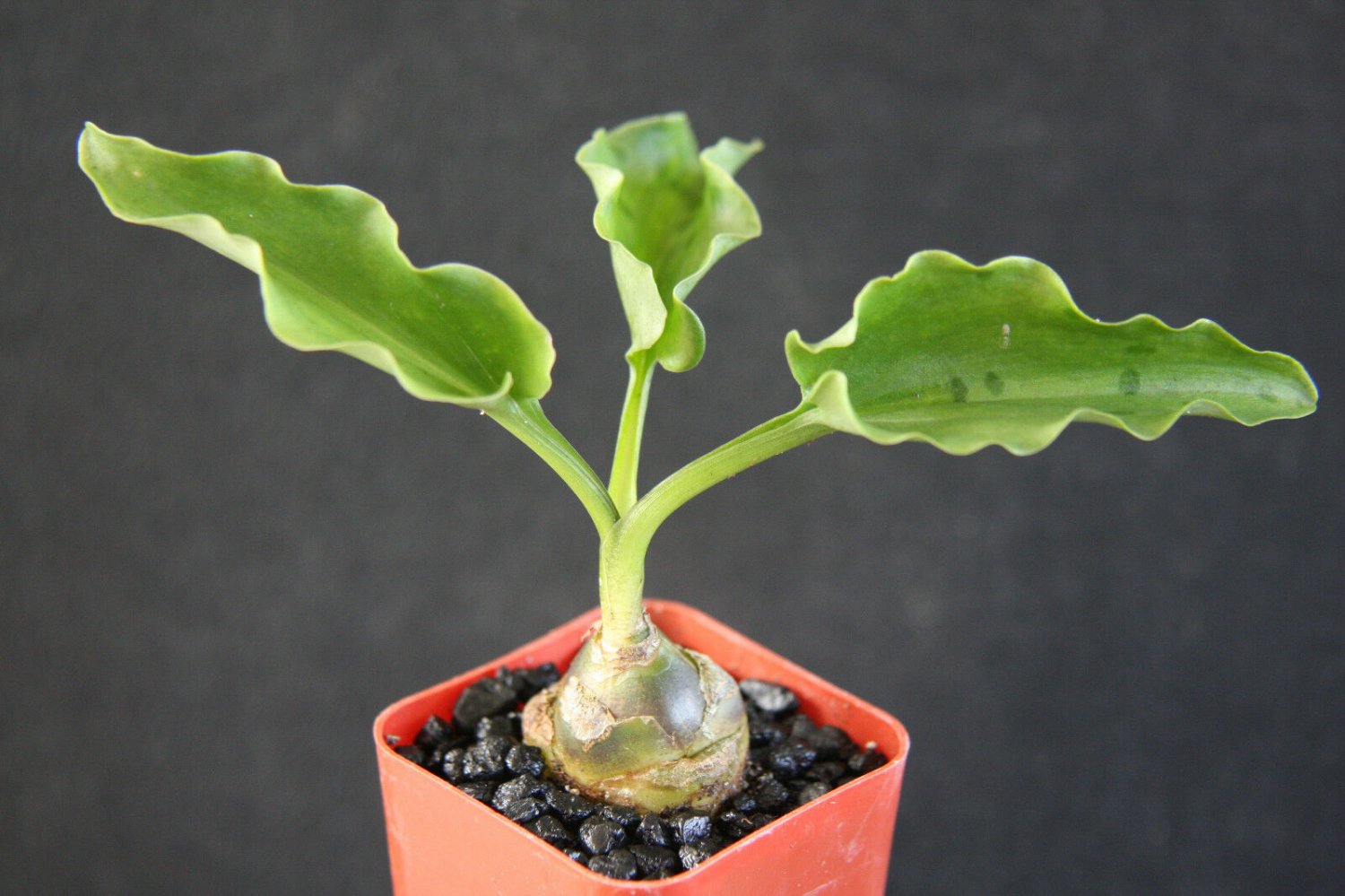Drimiopsis maculata 2 Pot