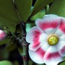 CLUSIA ROSEA 50 SEEDS