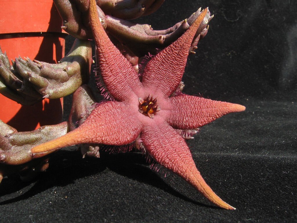 Stapelia schinzi angolensis 2 Pot