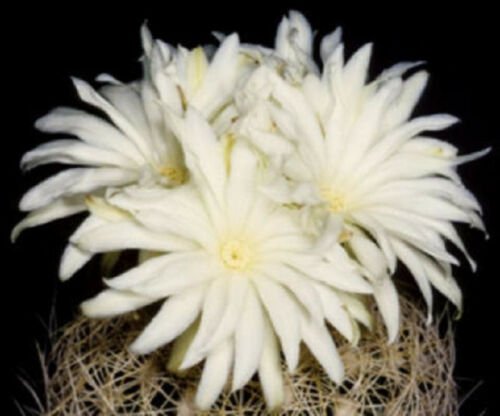 Discocactus araneispinus exotic 100 Seeds